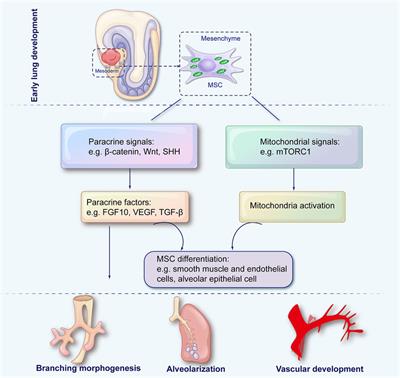 Mesenchymal stromal/stem cells and bronchopulmonary dysplasia